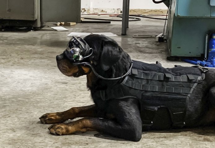 Using the goggles, dogs are trained to respond to laser pointers that handlers can use to guide them to certain positions.  (Command Sight)