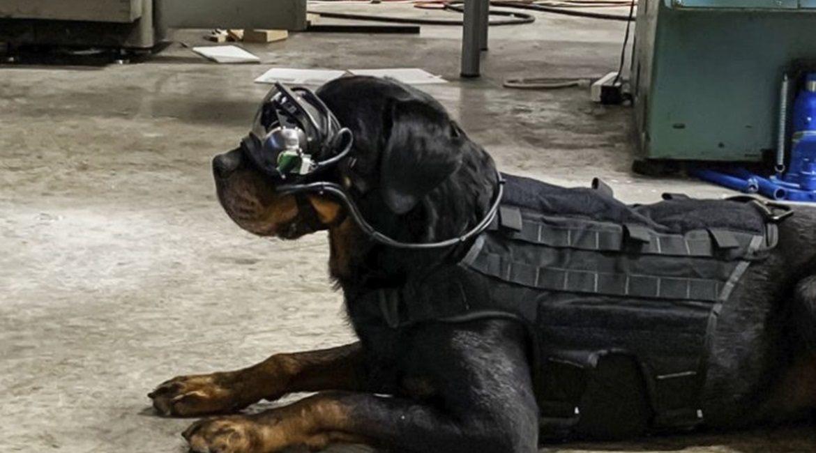 Using the goggles, dogs are trained to respond to laser pointers that handlers can use to guide them to certain positions.