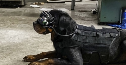 Using the goggles, dogs are trained to respond to laser pointers that handlers can use to guide them to certain positions.